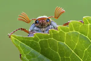 310820: Cockchafer (Melolontha ) looks over a leaf, Vechta