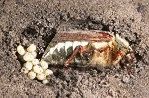 Cockchafer: Cockchafer (Melolontha melolontha) adult laying