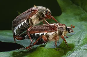 Cockchafer: Cockchafer (Melolontha melolontha) couple matin