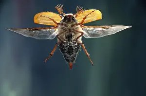 Cockchafer: Cockchafer (Melolontha melolontha) flying towar
