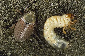 Cockchafer: Cockchafer (Melolontha melolontha) with larva