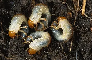 Cockchafer: Cockchafer (Melolontha melolontha) larvae, Belg