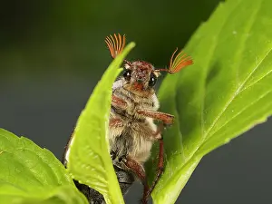 Cockchafer: Cockchafer (Melolontha melolontha) male looking