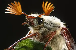 Belgium: Cockchafer (Melolontha melolontha) portrait in