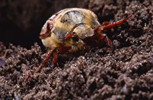 Cockchafer: Cockchafer (Melolontha melolontha) in the sand
