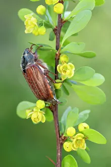 Barberry: Cockchafer (Melolontha melolontha), sitting on the
