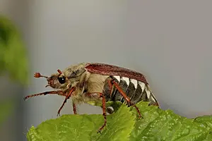 Cockchafer: Cockchafer (Melolontha), sitting on leaf, Arnsberg