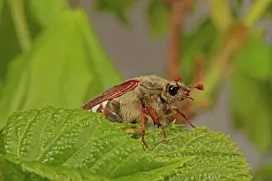 Cockchafer: Cockchafer (Melolontha), sitting on leaf, Arnsberg
