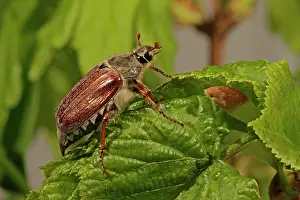 Cockchafer: Cockchafer (Melolontha), sitting on leaf, Arnsberg