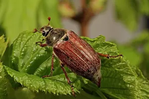 Cockchafer: Cockchafer (Melolontha), sitting on leaf, Arnsberg