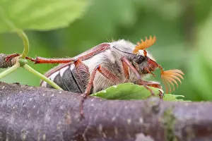 Cockchafer: Cockchafer - Norfolk UK