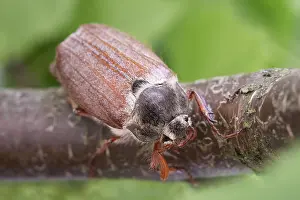 Norfolk: Cockchafer - Norfolk UK