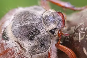 Norfolk: Cockchafer - Norfolk UK