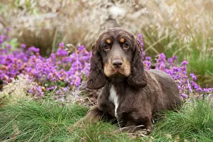 Gunddogs: Cocker spaniel