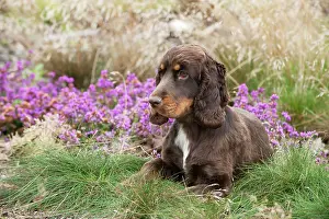 Gunddogs: Cocker spaniel