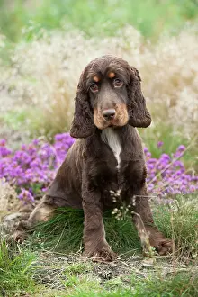 Cocker: Cocker spaniel