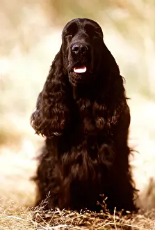 Hairstyles: COCKER SPANIEL DOG