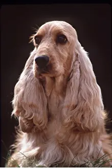Hairstyles: COCKER SPANIEL DOG - close-up of head