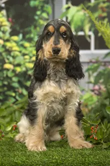 240119: Cocker Spaniel dog outdoors in the garden