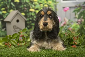 240119: Cocker Spaniel dog outdoors in the garden