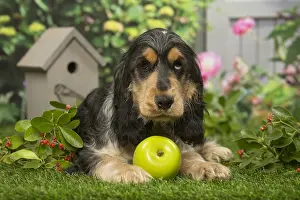 240119: Cocker Spaniel dog outdoors in the garden