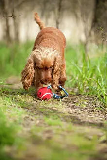 290419: Cocker Spaniel, dog playing with a ball, Germany