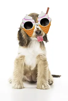 Rude: Cocker Spaniel Dog, puppy ( 14 weeks old ) mouth