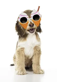 Novelty: Cocker Spaniel Dog, puppy ( 14 weeks old ) mouth