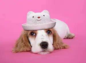 220719: Cocker Spaniel Dog, puppy wearing hat