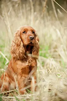 Wildl: Cocker Spaniel, dog sitting, Germany, Europe