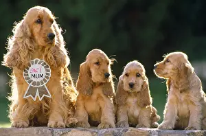 220218: Cocker Spaniel Dogs, mother & puppies sitting