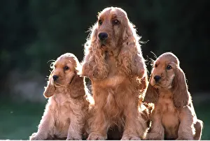 Litters: COCKER SPANIEL DOGS - x three Adult and two puppies