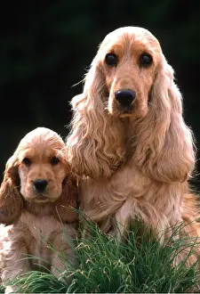 Cocker: COCKER SPANIEL DOGS - x two, adult and puppy