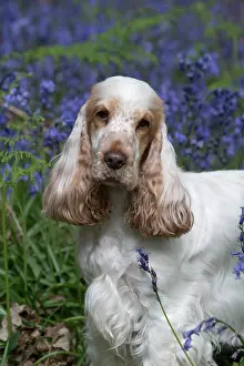 110717: Cocker Spaniel ( golden roan ) in Bluebells