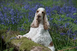 110717: Cocker Spaniel ( golden roan ) in Bluebells