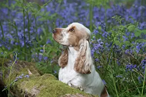 110717: Cocker Spaniel ( golden roan ) in Bluebells