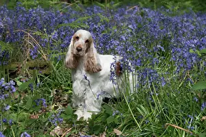 110717: Cocker Spaniel ( golden roan ) in Bluebells