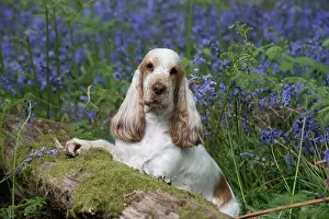 110717: Cocker Spaniel ( golden roan ) in Bluebells