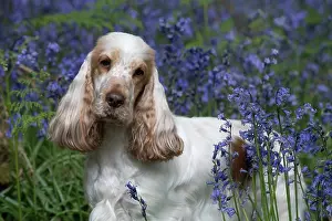 110717: Cocker Spaniel ( golden roan ) in Bluebells