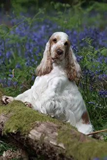 110717: Cocker Spaniel ( golden roan ) in Bluebells