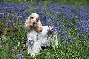 110717: Cocker Spaniel ( golden roan ) in Bluebells