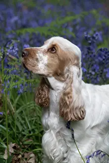 110717: Cocker Spaniel ( golden roan ) in Bluebells