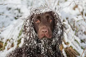 271221: Cocker Spaniel, hunting dogs, domestic dogs, pets