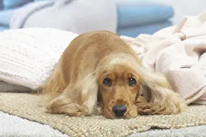 Forlorn: Cocker Spaniel puppy lying down indoors