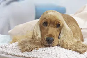 Forlorn: Cocker Spaniel puppy lying down indoors