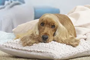 Forlorn: Cocker Spaniel puppy lying down indoors
