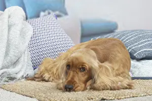 Forlorn: Cocker Spaniel puppy lying down indoors