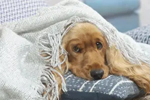 Forlorn: Cocker Spaniel puppy lying down indoors