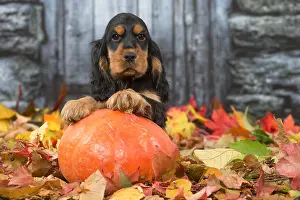 Hallowe En: Cocker Spaniel puppy outdoors in autumn