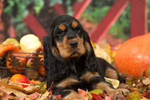 Hallowe En: Cocker Spaniel puppy outdoors in autumn